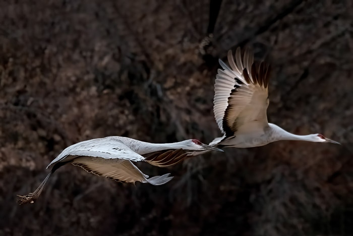 Morning Flight - Two Sandhill Cranes
