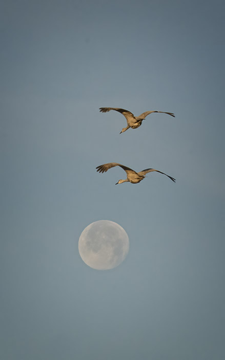 The Cranes Flew Over the Mooon