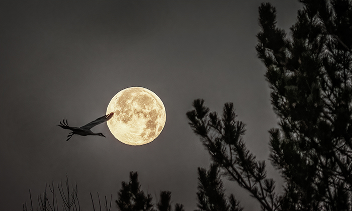 Sandhill Crane and Setting Full Moon