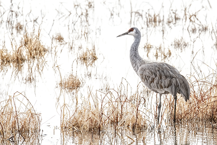 Sandhill Crane at the Flight Deck Pond