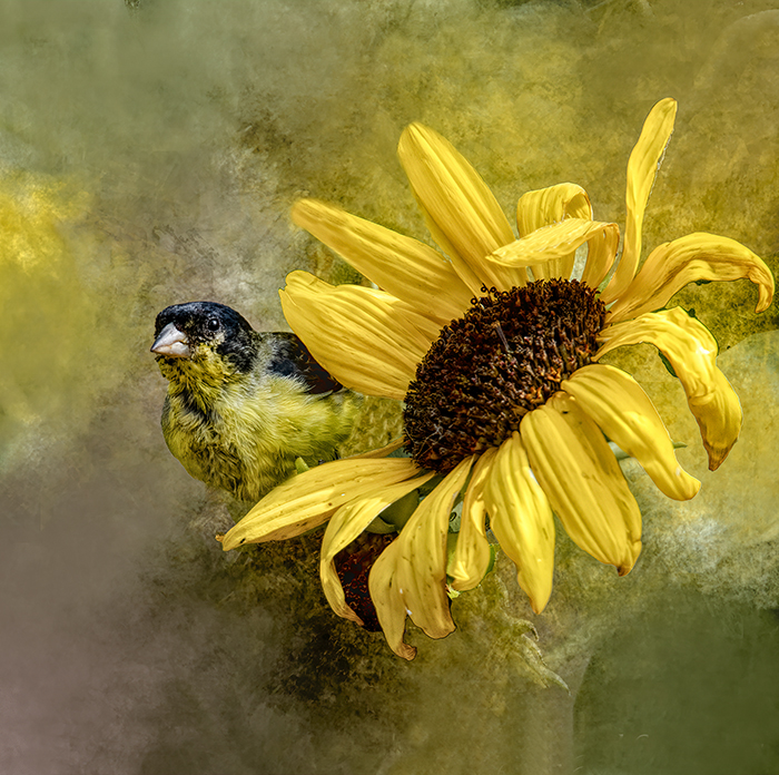 Lesser Goldfinch & Summer Sunflower