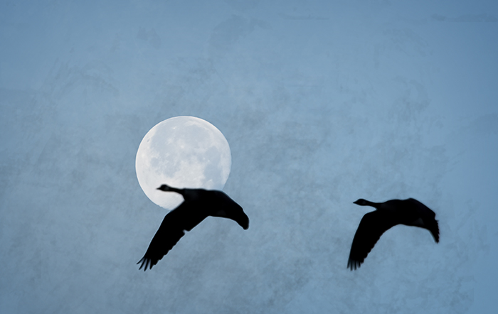 Moon Flight of Two Canada Geese 