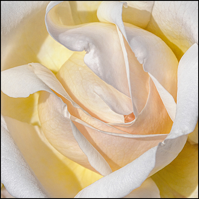 Cream Sherbet Rose