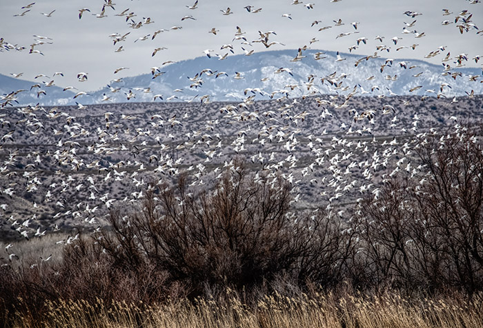 10,000 Snow Geese