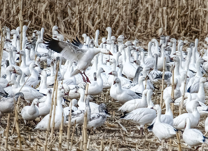 Snow Geese Gather