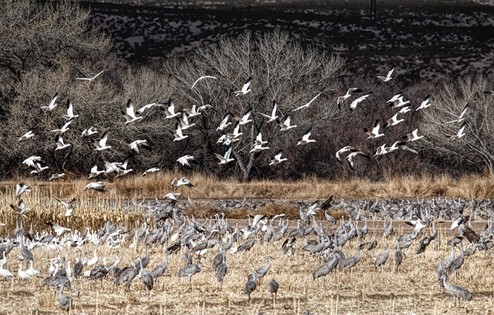 Blast Off - Snow Geese Head for Lunch