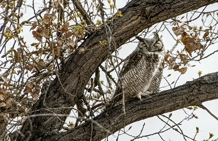 Watchful Great Horned Owl 