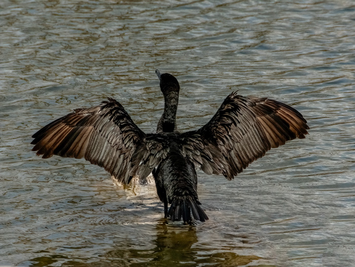 Cormorant Rooker