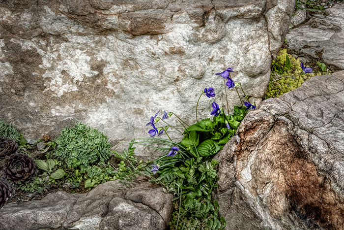 Violets, on the Rocks