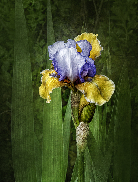 Bearded Iris, Jurassic Park