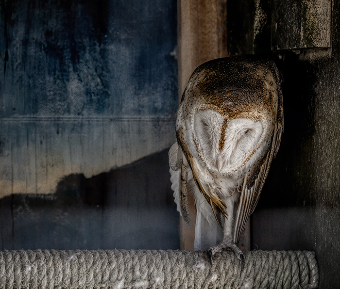 Barn Owl