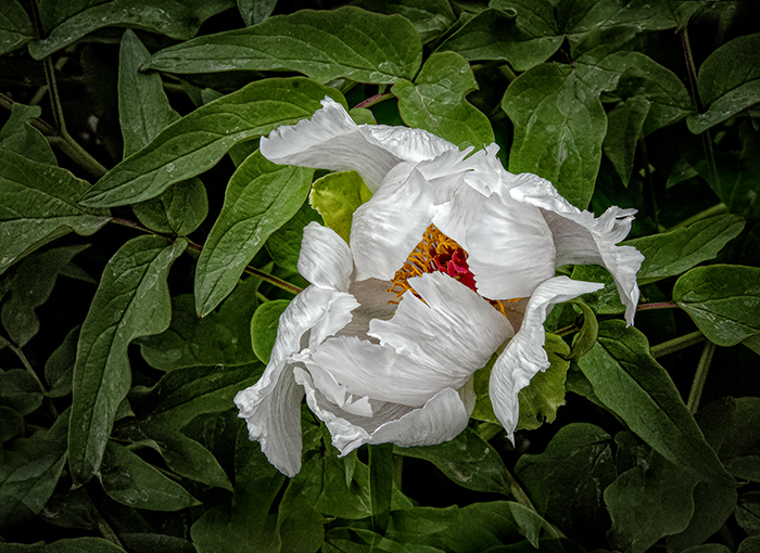 White Cloud in the Garden