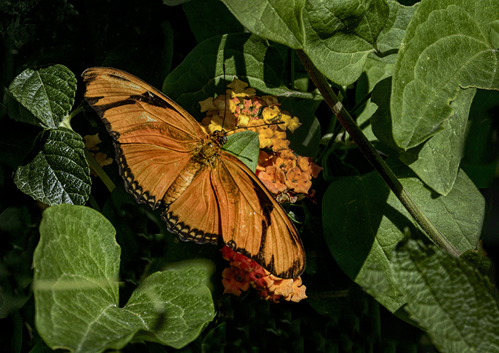 A Moth & A Few Butterflies
