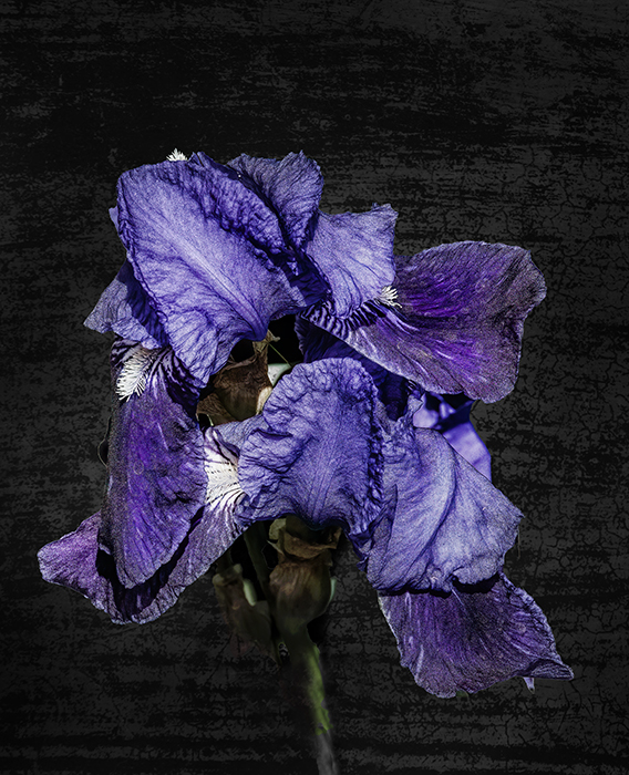 Classic Purple Iris