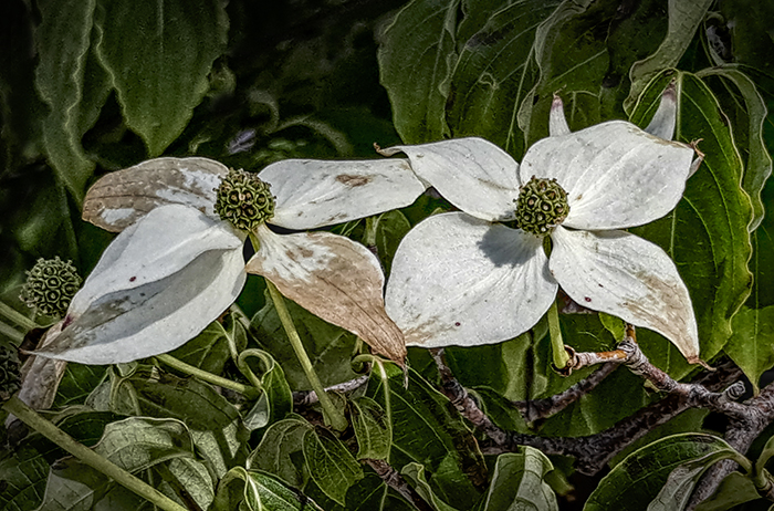 Those Wildflowers