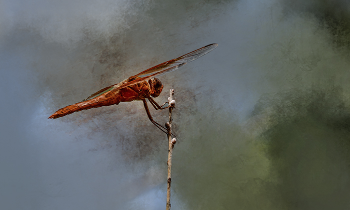 Red Flame Skimmer