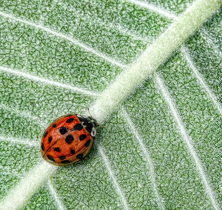 Ladybug, ladybug...