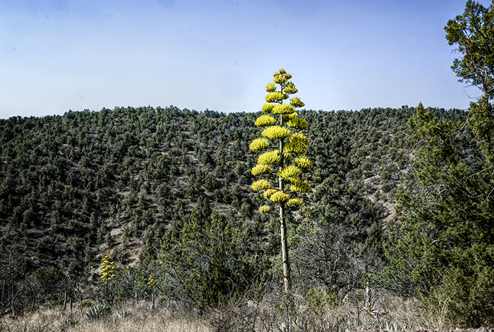 Yucca Candlestick Blossom