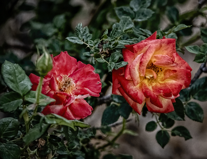 Twin Roses