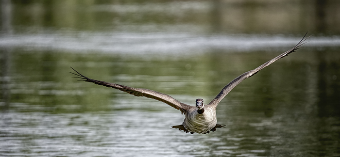 Incoming Goose