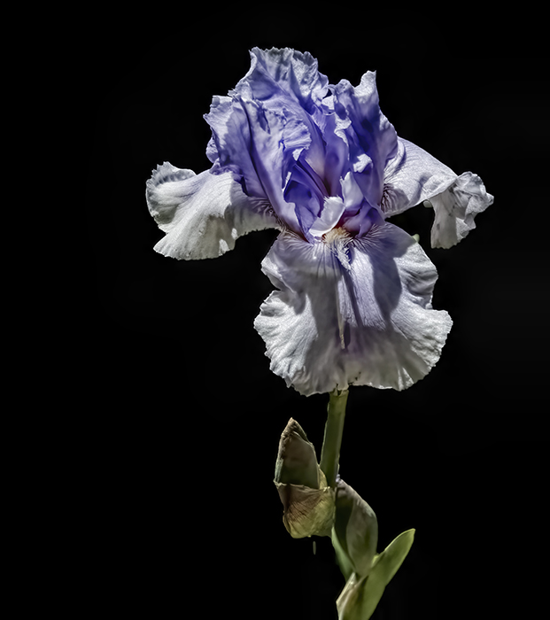 Bi-Color Bearded Iris