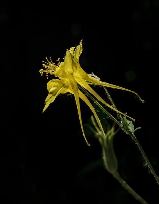 Those Wildflowers