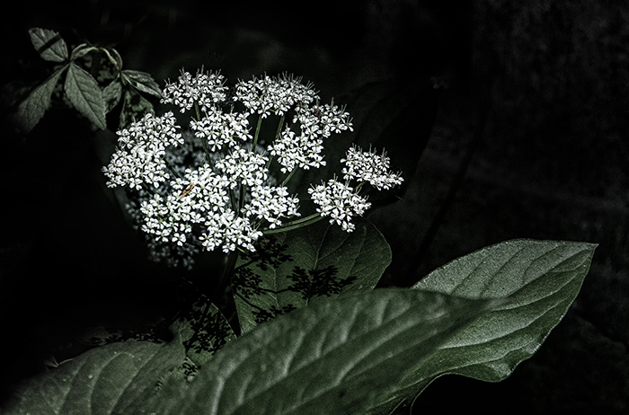 Those Wildflowers