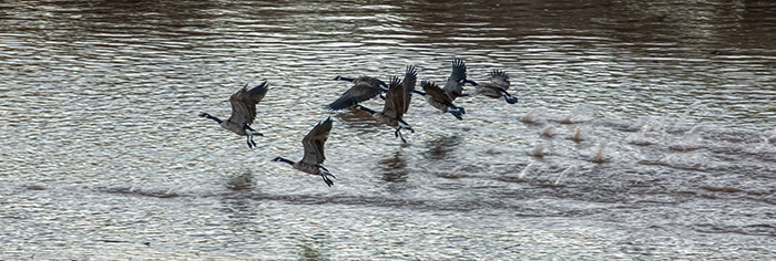 Canada Geese on the Move