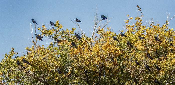 Crows Holding Court