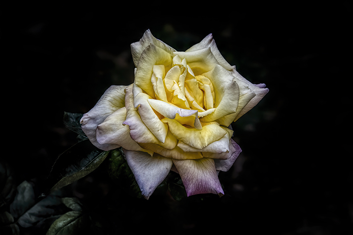 November's Last Yellow Rose