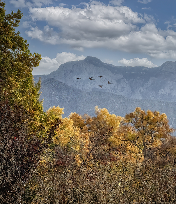Autumn Flight of Sandhill Cranes
