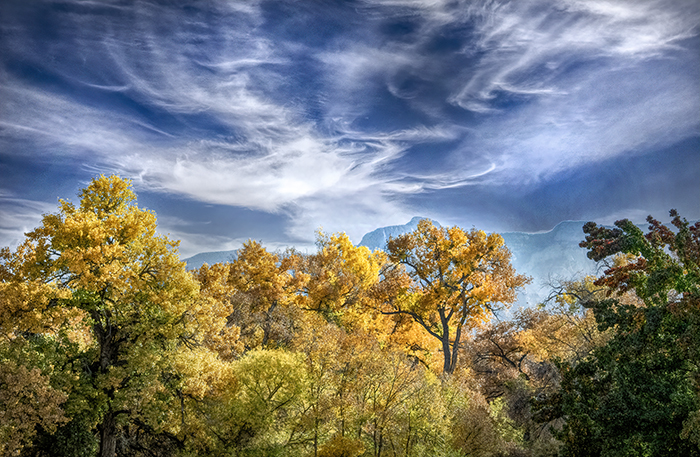 The Riot of October's Cottonwood under a New Mexico Sky