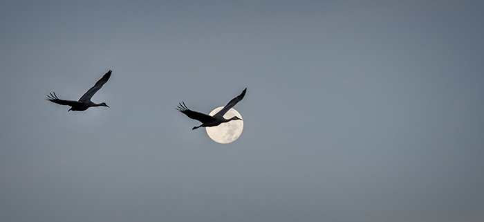 Sandhill Cranes & Full Beaver Moon