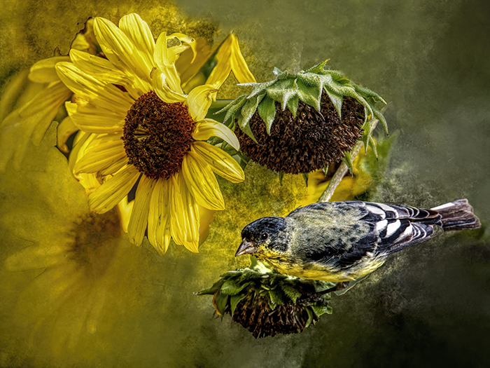 Lesser Goldfinch with Sunflower