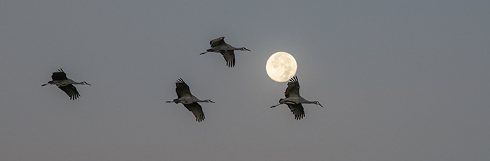 Cranes and Full Beaver Moon