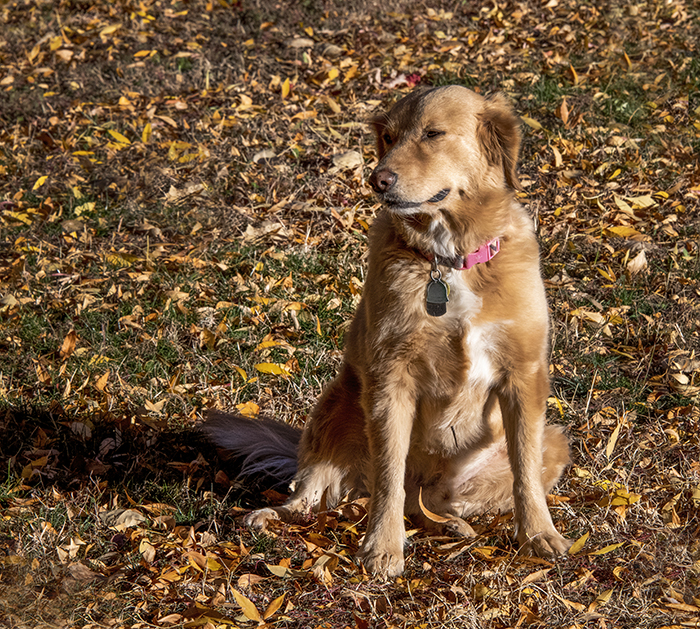 My Pal and Sidekick, Max