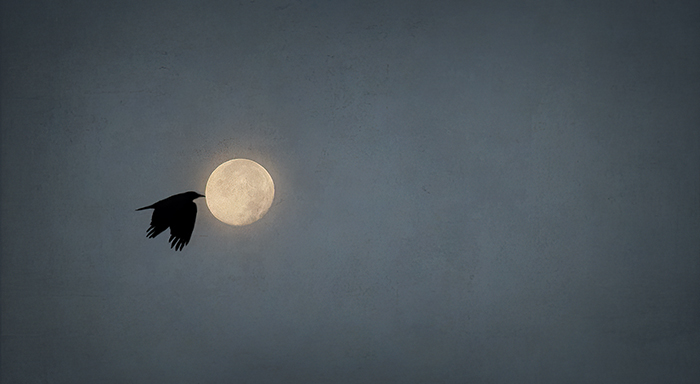 Crow Flying Into Full Beaver Moon