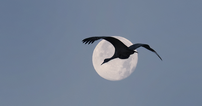Crane Flight & December's Cold Full Moon