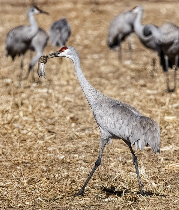 The Meat Eating Crane