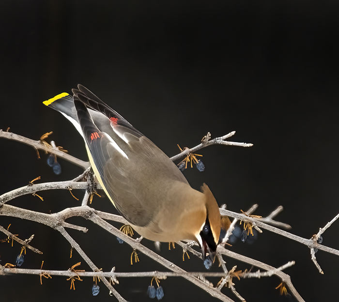 Cedar Waxwing - Prince of the Forest