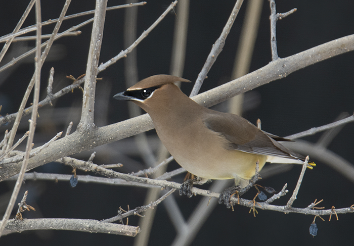 Cedar Waxwing - Prince of the Forest