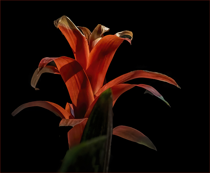 Valentine Red Bromeliad 