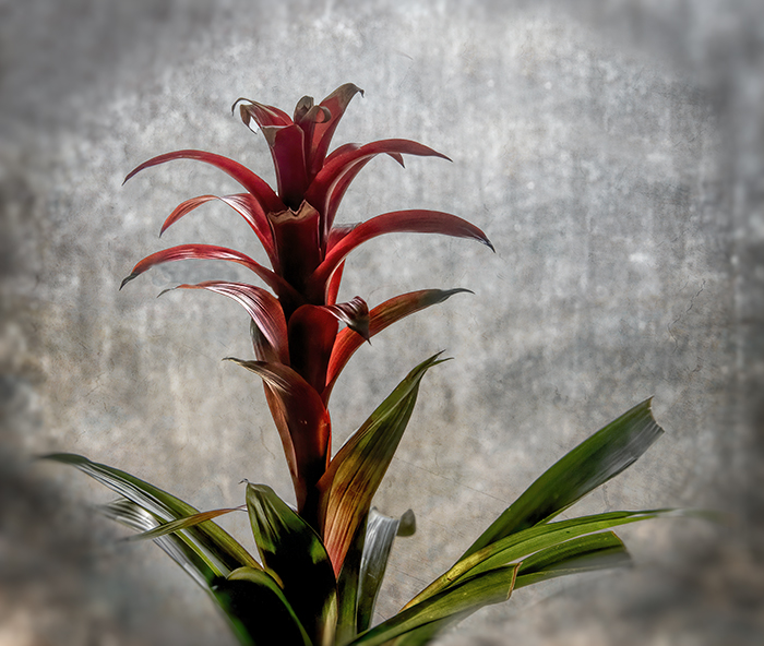 Red Bromeliad