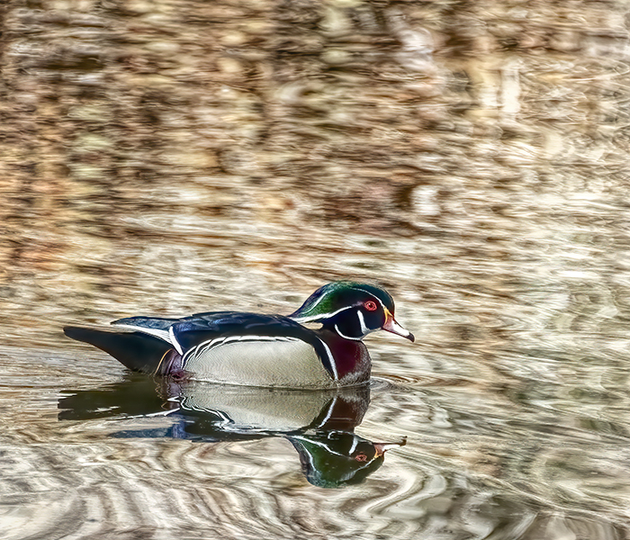 Wood Duck - On Golden Pond