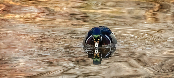 On Golden Pond with the Wood Duck