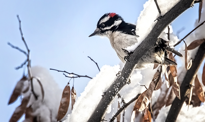 Downey Woodpecker in the Snow