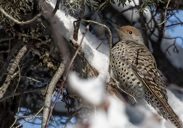 Red Shafted Flicker