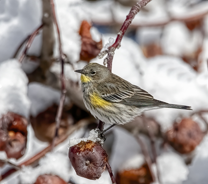 Winter Warbler