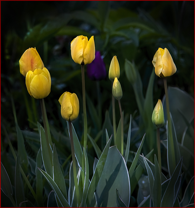 Chorus of Yellow Tulips