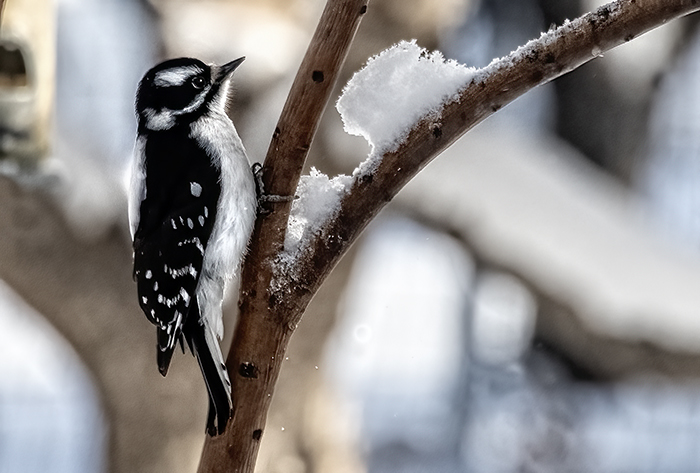 Downey Woodpecker - Late Snowfall